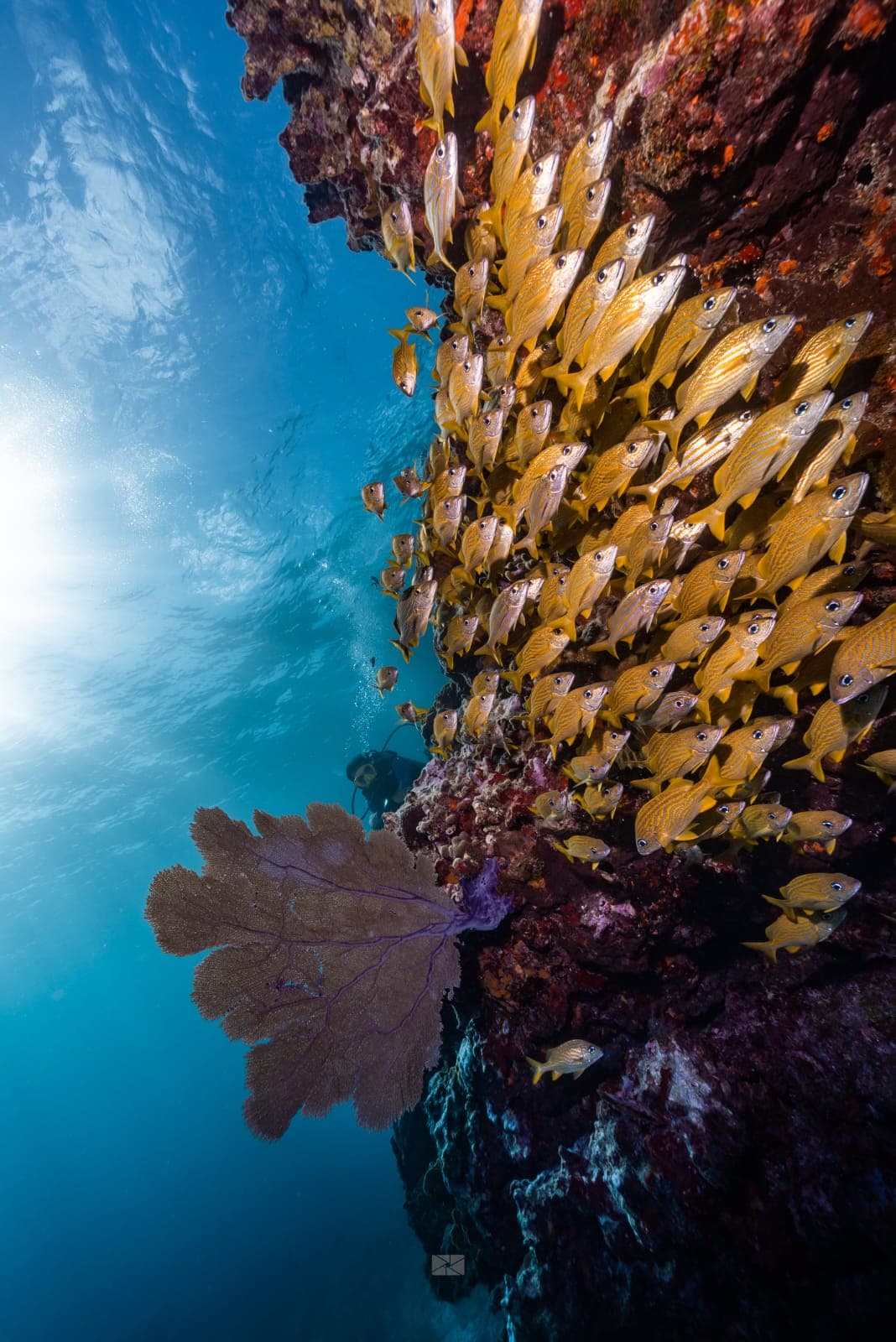 Yellow striped fish school near a dark reef wall with a large purple sea fan.
