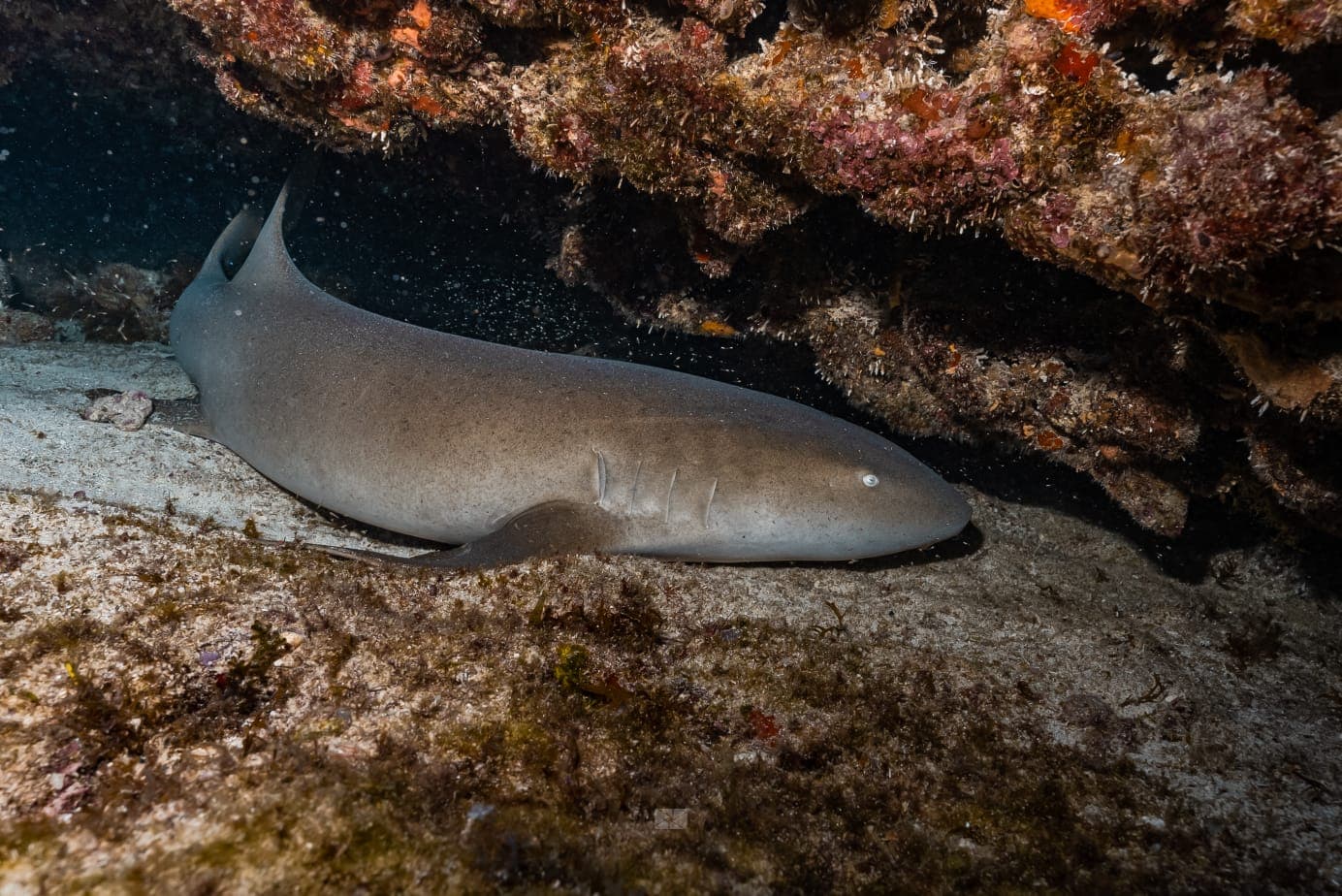 Nurse shark resting on the sandy seabed beneath a dark, craggy underwater rock ledge.