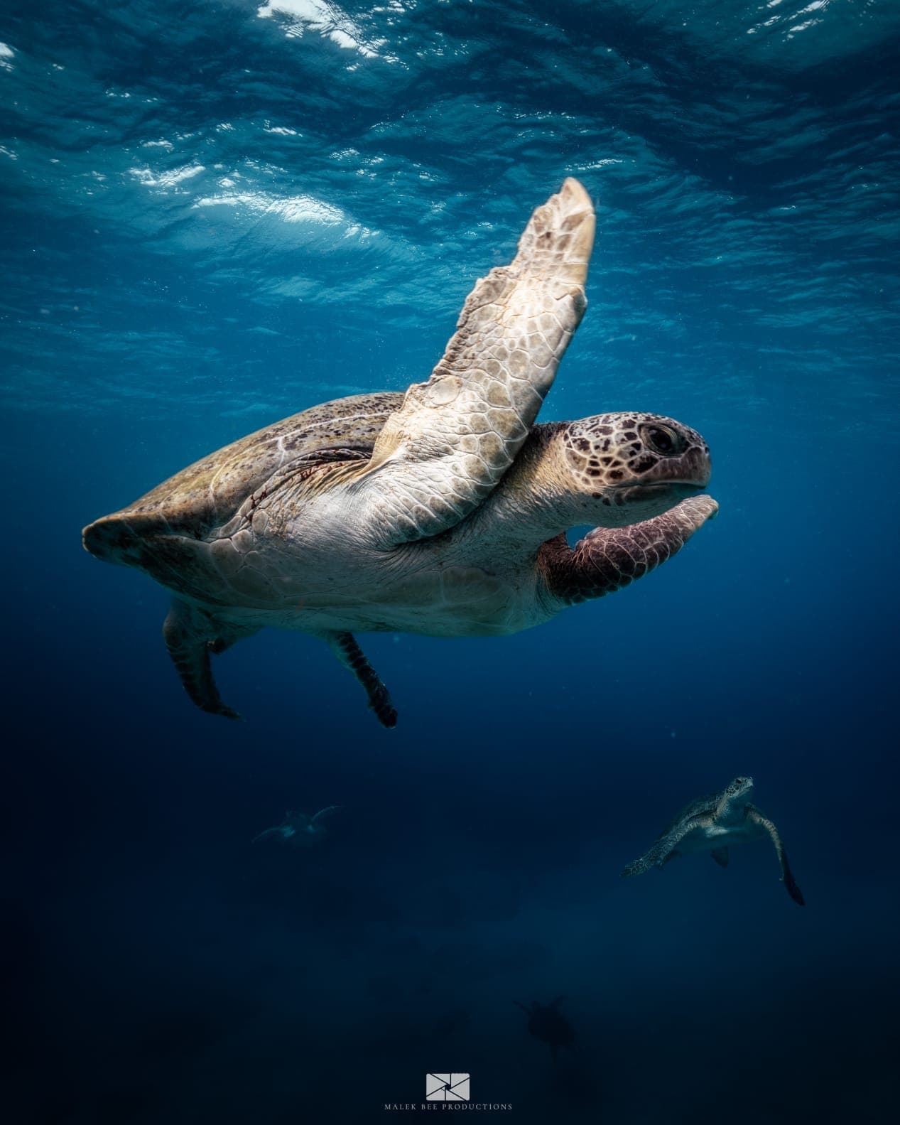 A large sea turtle glides through clear blue ocean water with its flipper raised.